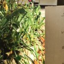 아쉬람민박 이미지