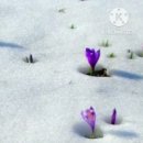 삼팔선의봄 이미지