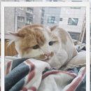 컴투펫 위탁보호센터 이미지