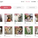 지켜줄개 이미지