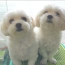 샐리동물병원 이미지