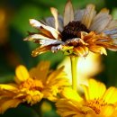 강진만갯벌탕 이미지