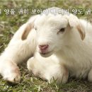 양도백 이미지