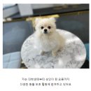 도그마루 강아지 고양이 성남분당점 이미지