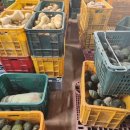 여주-0800 이미지