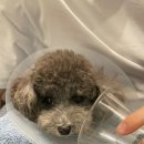 베를린 동물치과센터 이미지