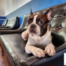 맑은숲동물병원 이미지