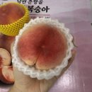 단장 - 청도군 | [전북 남원] 복숭아 맛집 명성농장의 신품종 백도 석도경과 황도 조단장 택배 후기