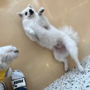 쉐이크테일 강아지 애견 유치원 호텔 미용 이미지