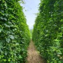 승부농장 이미지