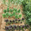 다팜농약사 이미지