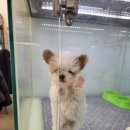 빼로독 강아지분양 의정부본점 이미지