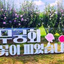 “한국인이라면 꼭 가야죠”… ‘광복 80주년’ 맞아 무궁화 200품종 전시 이미지