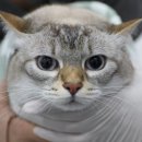 태일 | 고양이 치아흡수병변(치흡) 진단부터 발치까지｜태일동물치과병원 방문 후기 1