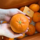 설 명절 과일 선물 추천｜제주 꿈나귤 농장 레드향 후기