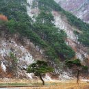 상록수 Daum카페