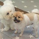 댕이쌀롱 이미지