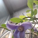 계양역 Daum카페