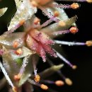 아침이슬 이미지