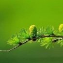 아침의 향기 이미지