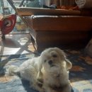 개깎쟁이 이미지