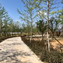 은행나무어린이공원 이미지