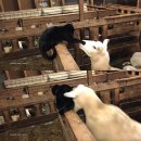 복수목장 이미지