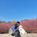 핑크강아지 | 하남미사경정공원 핑크뮬리 위치 주차 강아지 애견동반 후기