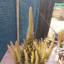 월출농장 이미지