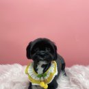 우리 애견 미용실 이미지