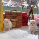 캣스토리 고양이분양 일산본점 이미지