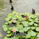 숲속약국 원그로브점 | 서울가볼만한곳 추천｜서울식물원 &amp; 주제정원 연꽃 풍경 방문 후기