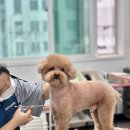 동일애견샵 이미지