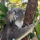 엄마, 호주 가자! - 포트스테판 투어1(오크베일 동물원, 넬슨베이 돌고래투어) 이미지