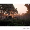 해뜨는 숲속 이미지