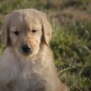 연동물병원 이미지