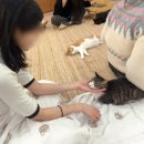 스핑크스의 숲 | [서울 성수/너즐] 서울숲 고양이카페, 고양이한테 꾹꾹이 받은 후기