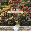 세븐일레븐 동교숲길점 | 서울 홍대 5월 가볼만한곳 경의선숲길 장미 꽃구경