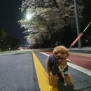 스타일좋개 | 영등포 강아지 미용실! 푸들 애견미용 추천, 스타일좋개