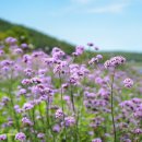 화랑포주유소 이미지