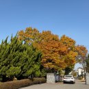 덕산로 | 일산 덕이동 대형카페 추천, 야외 정원이 있는 카페 몬타나 내돈내산 솔직후기