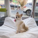 뽀송 애견미용 이미지