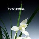 선창 이미지