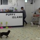 퍼피아일랜드 이미지