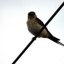 교동시장 이미지