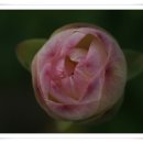 수유동맛집대보명가의 물확에 활짝 핀 아가연꽃 이미지