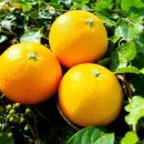 동문농장 이미지