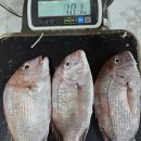싱싱한 활바다장어, 손질간재미, 대왕활전복, 암꽃게 주말에 저렴하게 맛보세요~~ 이미지