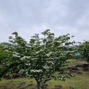 제주 자락 이미지