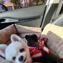 그로잉독 이미지